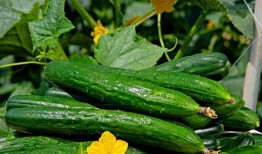 今日吃瓜51cg热门大瓜首页 52每日大瓜视频,51CG与52每日大瓜视频精彩内容汇总